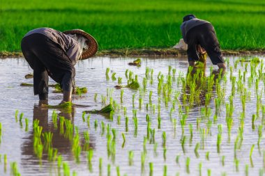 Thai farmer growing young rice in field clipart