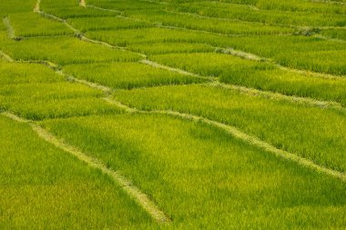 Yeşil pirinç alan Teras Dağı'nda yolu ile 