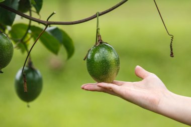 Tutku meyve kalite kontrol grubundaki elle