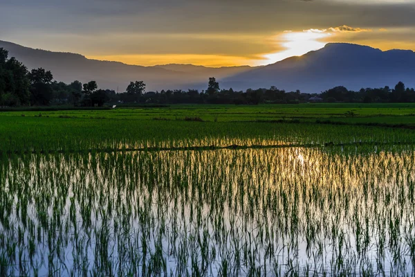 Young rice field against reflected sunset sky — Stock Photo, Image