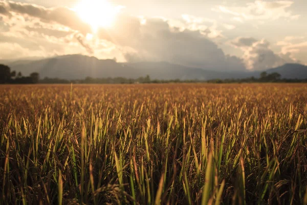 Rice field with mountain sunset background — Stock Photo, Image