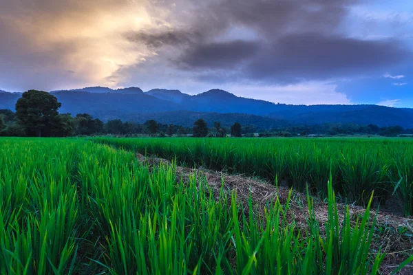 Young rice field — Stock Photo, Image