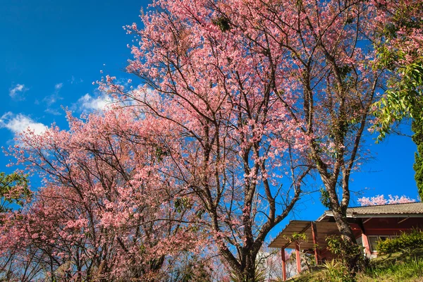 Kirschblüte blüht vor Haus — Stockfoto