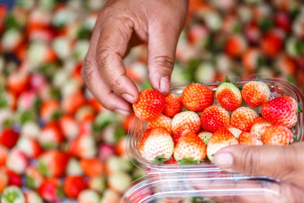 Hands packing of strawberry — Stock Photo, Image