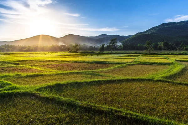 Rice field with mountain sunset background — Stock Photo, Image