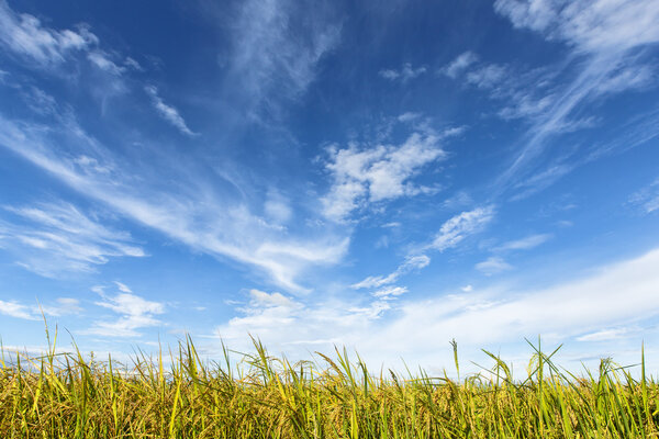 Rice field under cloudy sky