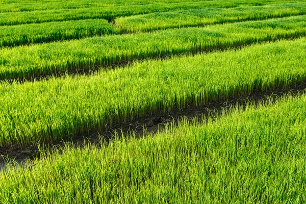 Рисовое поле в облачном небе — стоковое фото
