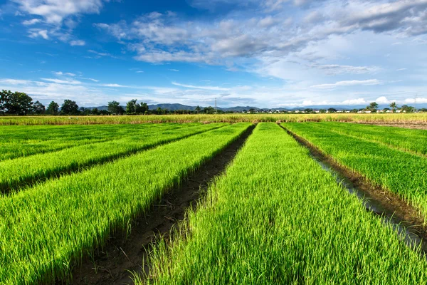 Risfält under molnig himmel — Stockfoto