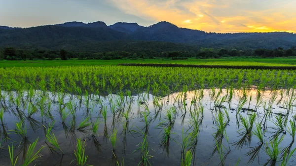 Young rice field with mountain sunset background — Stock Photo, Image