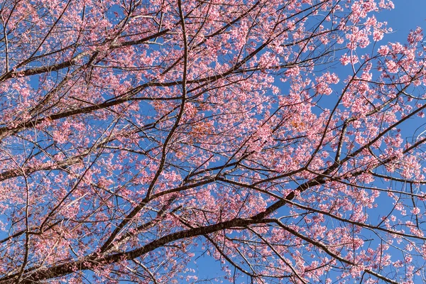 満開の桜 — ストック写真