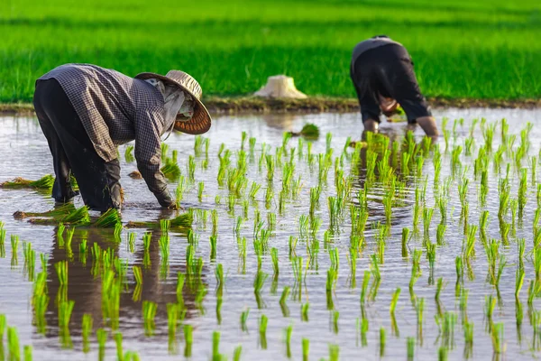 Thailändska bonde växer unga ris i fältet — Stockfoto