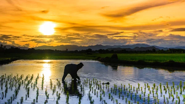 Taylandlı çiftçi alanında genç pirinç büyüyen siluet sahne