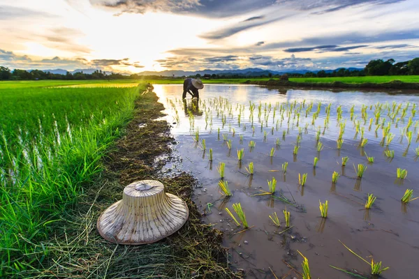 Thai landmand voksende unge ris i marken - Stock-foto