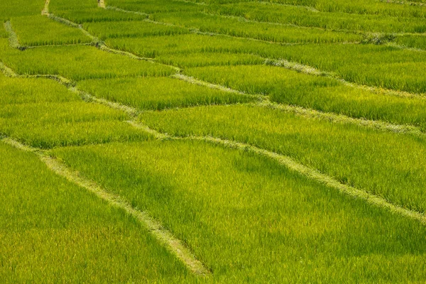 Gröna ris fält terrass med väg på berg — Stockfoto