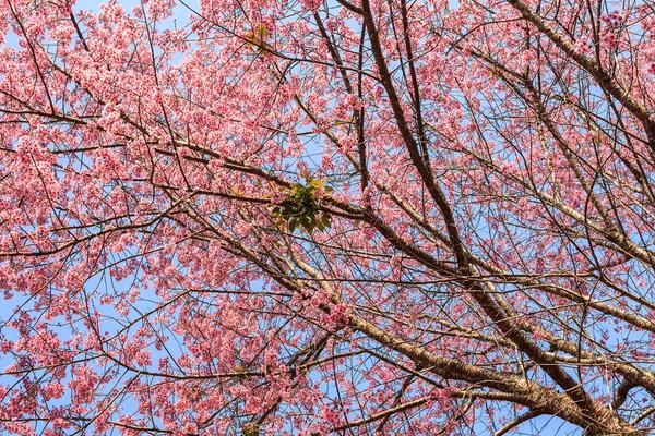 青空の下で美しい桜の花 — ストック写真