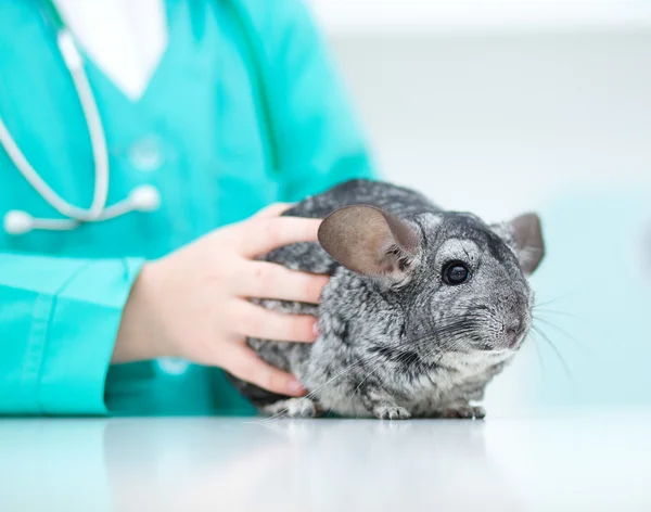 Chinchilla — Stockfoto