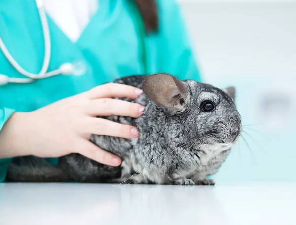 Chinchilla — Stockfoto