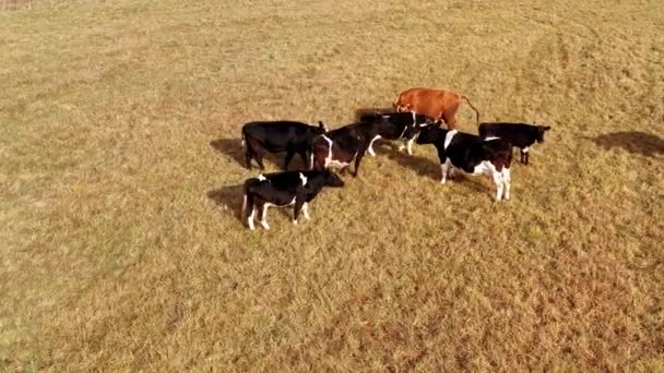 Корови на жовтому літньому лузі, вид з повітряного безпілотника. Стадо корови випасає на полях. Вид на стадо молочних корів на луках. Вид зверху на стадо корів, що випасає на пасовищі на заході сонця восени — стокове відео