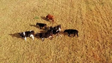 Sarı çayır inekleri, hava aracı manzaralı. Tarlalarda otlayan inek sürüsü. Süt ineklerinin otlaklardaki hava manzarası. Sonbaharda günbatımında çayırlarda otlayan ineklerin yukarıdan görünüşü