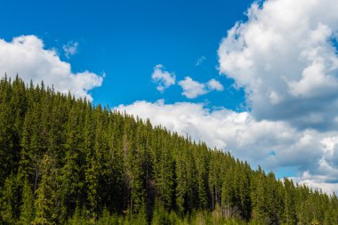 Yeşil Karpatlar dağlar