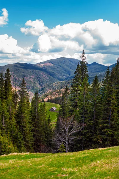 그린 Carpathians 산 — 스톡 사진