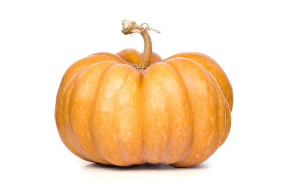 Pumpkin Stock Picture