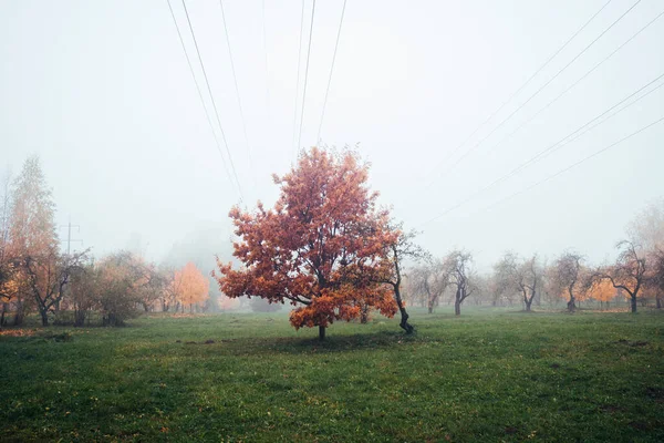 Paysage Brumeux Automne Dans Parc Ville Centre Clairière Trouve Chêne — Photo