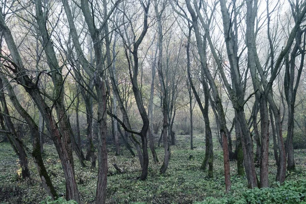 Paysage Brumeux Automne Dans Parc Ville Une Forêt Mystique Arbres — Photo