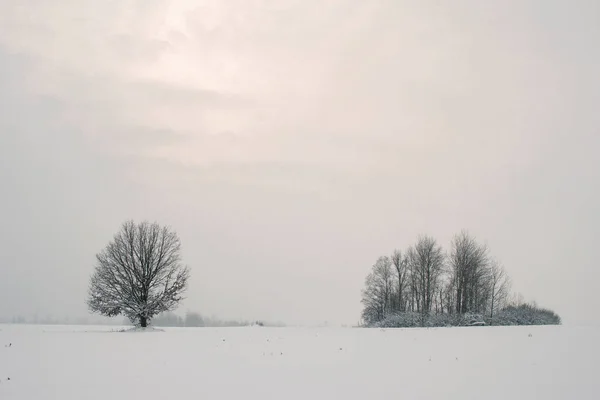 Paysage Hivernal Arbre Solitaire Sur Fond Forêt Lointaine Non Loin — Photo