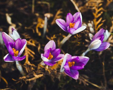 Batan güneşte mor timsahlar. Makro fotoğraf.