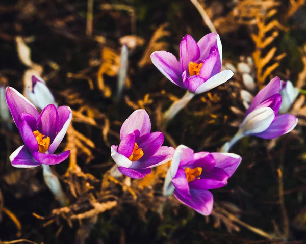 Batan güneşte mor timsahlar. Makro fotoğraf.