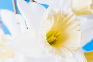 Mavi arkaplanda nergis çiçeğinin makro fotoğrafı.