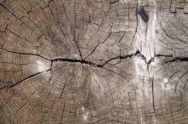 Tahta bir kütük dokusu. Üst görünüm.
