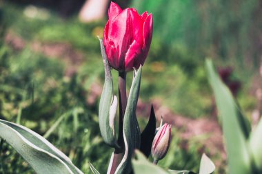 Şehir parkında yalnız kırmızı bir lale.