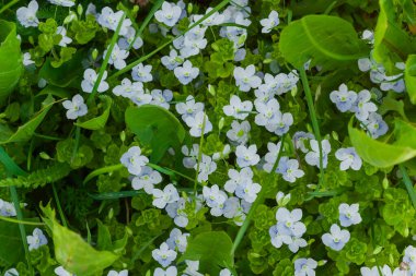 Küçük ışık çiçekleri ve yeşil otlar şeklinde doku..