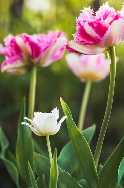 Havalı Crystal Tulip. Seçici odak.