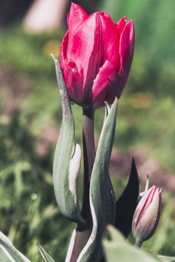 Şehir parkında yalnız kırmızı bir lale.