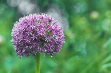 Yağmurdan sonra çiçek açan dekoratif soğan. Boşluğu kopyala.