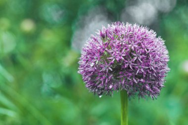 Yağmurdan sonra çiçek açan dekoratif soğan. Boşluğu kopyala.