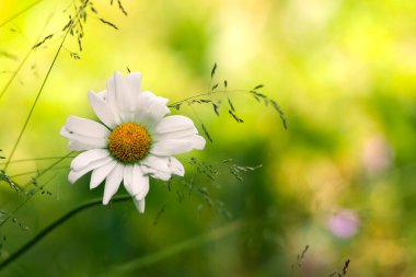 Bir bahçe papatyası çimlerin arasından dikizliyor. Güneşli bir gün. Boşluğu kopyala.