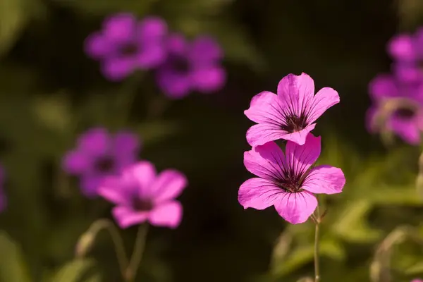 Açıklıktaki küçük pembe çiçekler. Güneşli bir gün. Boşluğu kopyala.
