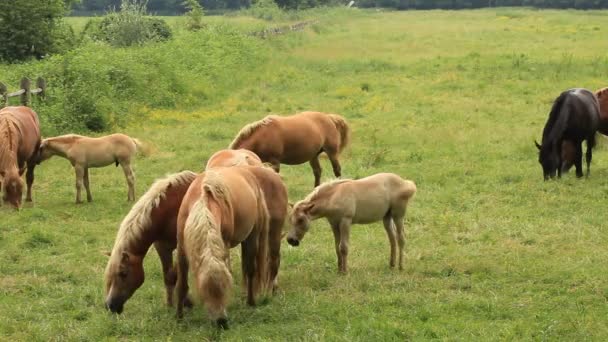 Стадо лошадей с пони в деревне — стоковое видео