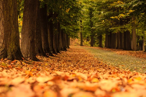 Una avenida de árboles con una alfombra de hojas de colores en otoño Imagen de archivo