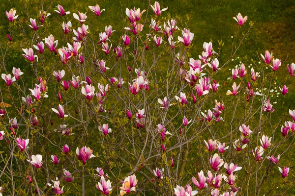 çiçek açan bir manolya ağacı