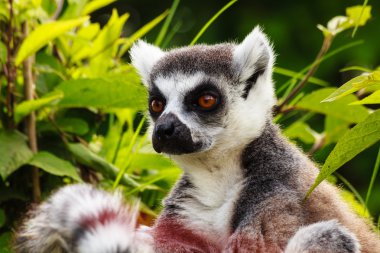 Madagaskar bir lemur Close-Up
