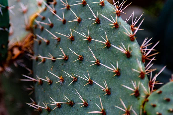 Cactus μακροσκοπικές βελόνες πράσινο και λευκό — Φωτογραφία Αρχείου