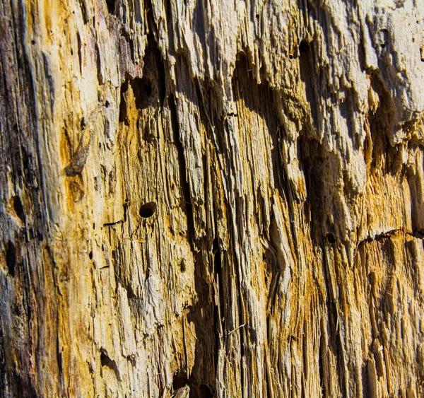 Old wood texture. Old stump Macro wood