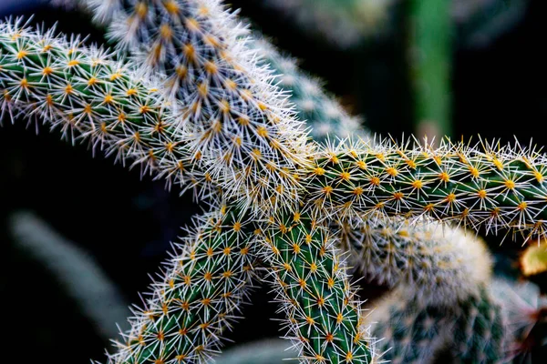 Cactus jóvenes de cerca. Aguja de cactus verde macro — Foto de Stock