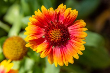 Gerbera. Gerber bahçesinde bahar çiçekleri.