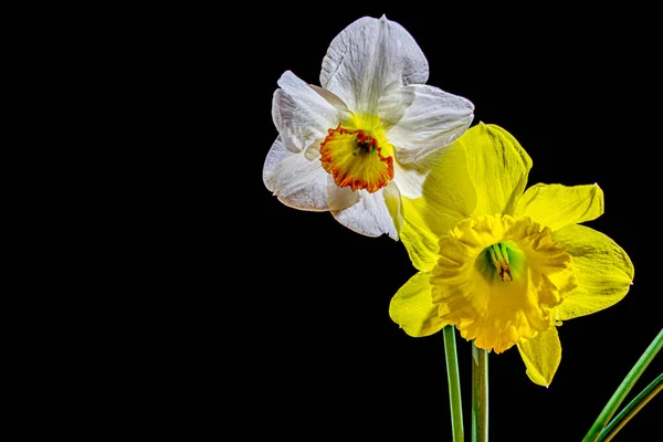 Zwei Narzissen auf schwarzem Hintergrund. Zwei Frühlingsblumen — Stockfoto